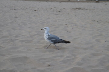 seagull on the beach