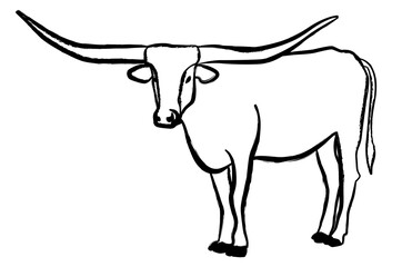 Texas Longhorn bull, cattle icon, on white background