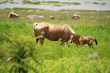 horses grazing in a meadow