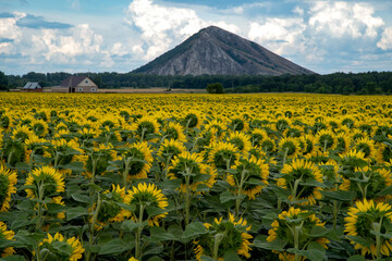 A large field of blooming sunflower against the backdrop of the village and the mountains.