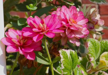 Obraz premium Pink Dahlias