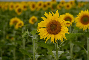 Naklejka premium Close-up of a blooming sunflower against the background of a yellow field.