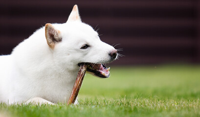 Hokkaido dog breed eating on green grass