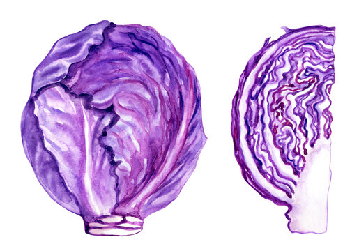Scotch kale or red cabbage, whole head of cabbage and cutaway, watercolor illustration on a white background, the image of vegetables for a culinary, botanical book, menu and other designs.