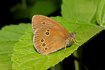 farfalla bruna con ocelli (Aphantopus hyperantus)