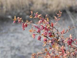 Large ripe red-maroon barberry berries on a shrub branch against the background of mountains on a clear autumn day. Harvest of delicious berries with a high content of vitamins and trace elements.