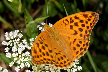 grande farfalla arancione (Argynnis paphia - femmina)