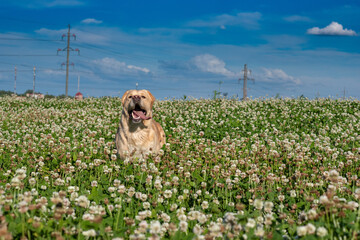 A cheerful labrador runs across a field of clover.