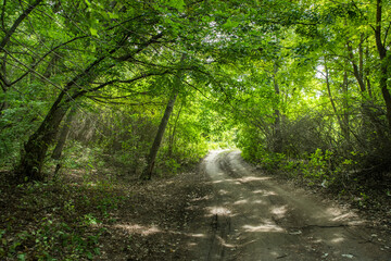 Road in a bright forest