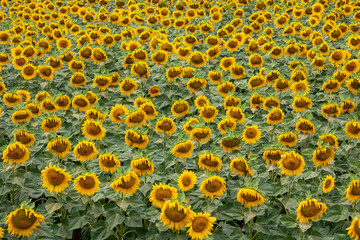 Sunflower is a natural background. Beautiful landscape with yellow sunflowers. Sunflower field, agriculture, crop concept. Sunflower seeds, vegetable oil. Sunflower Wallpaper