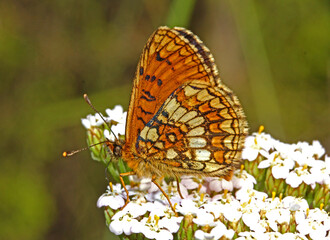 farfalla (Melitaea briomartis) su un'ombrelletta