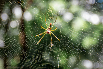 Aranha tecendo a teia