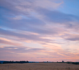 Ripe ears of wheat oats on a ripe meadow illuminated by the sun evening sky sunset