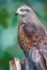 The common buzzard Buteo buteo bird of prey sits on branch in the aviary