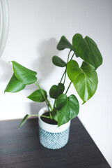 monstera deliciosa close up, leaf without holes 