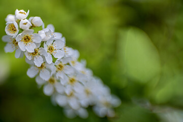 white flowering branch of a fruit tree