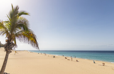 Morrojable beach in fuerteventura photographed from the promenade with a palm tree in the foreground and the calm sea with few people on the beach