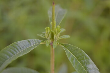 lemon verbena (Aloysia citrodora)