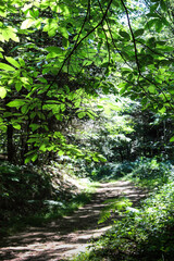 French Forest Path