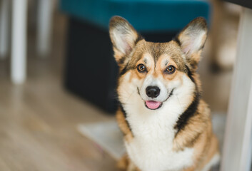 happy welsh corgi pembroke dog at home sittng and smiling
