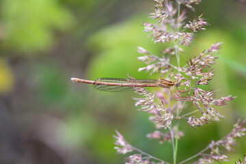 Portrait einer Kleinlibelle (Zygoptera) oder Wasserjunfer. Sie gehören zu den Libellen.