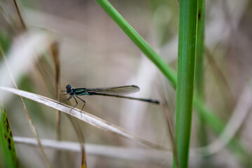 Portrait einer Kleinlibelle (Zygoptera) oder Wasserjunfer. Sie gehören zu den Libellen.