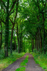 Fototapeta na wymiar Summer hiking in old oak forest with large trees