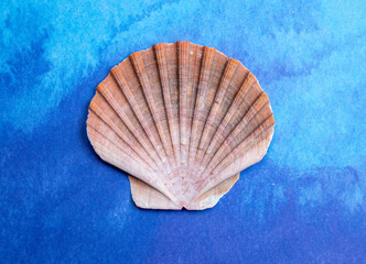Summer vacation on sea concept with sea shells and blue background copy space