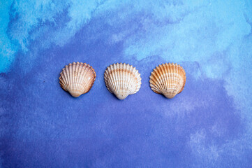 Summer vacation on sea concept with sea shells and blue background copy space