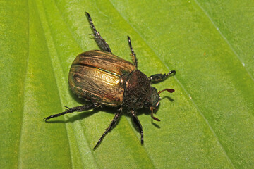 piccolo scarabeide dorato (Mimela iunii)