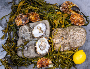 Fresh open zeeuwse creuse pacific or japanese oysters molluscs on fish market in Netherlands