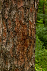 Vertical photo of a tree trunk against a forest background. The relief texture of the brown bark of the tree in outgrowths and cracks.The bark of the tree is brown. Detail Shot Of Tree Trunk.Pinewood.