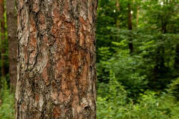 Part of a tree trunk against a forest background. The relief texture of the brown bark of the tree in outgrowths and cracks. The bark of the tree is brown. Detail Shot Of Tree Trunk. Pinewood.