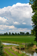 Fototapeta na wymiar Dutch green landscape in summer in fruit region Betuwe, Gelderland