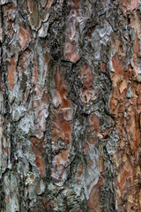 The relief texture of the brown bark of the tree in outgrowths and cracks close-up as a background. The bark of the tree is brown. Creative vintage background. Detail Shot Of Tree Trunk