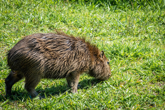 Capivara comendo grama pr&oacute;xima ao rio Pinheiros em S&atilde;o Paulo