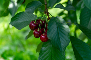 Big dark ripe cherries on cherry trees plantation in Netherland