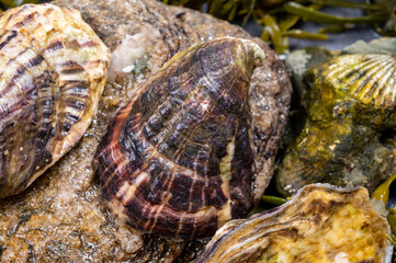 Fresh pacific or japanese oysters molluscs on stone with kelp seaweed background
