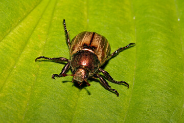 piccolo scarabeide dorato (Mimela iunii)