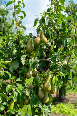 Green organic orchards with rows of conference pear trees with ripening fruits in summer