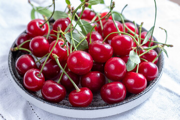 New harvest of red ripe juicy sour cherry or kriek berry