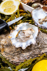 Fresh open zeeuwse creuse pacific or japanese oysters molluscs on fish market in Netherlands