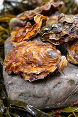 Fresh zeeuwse creuse pacific or japanese oysters molluscs on fish market in Netherlands