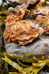 Fresh zeeuwse creuse pacific or japanese oysters molluscs on fish market in Netherlands