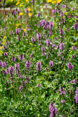 Obraz premium Botanical collection of medicinal plants and herbs, Betonica or Stachys officinalis, hedgenettle, betony, bishopwort plant