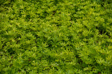 Botanical collection of medicinal plants and edible herbs, Asperula or Galium odoratum or sweetscented bedstraw plant