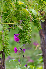 Summertime on Dutch vineyard, young green grapes hanging and ripening on grape plants