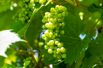 Summertime on vineyard, young green grapes hanging and ripening on grape plants