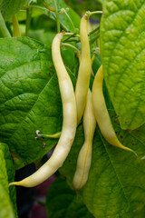 New harvest of organic yellow long wax beans
