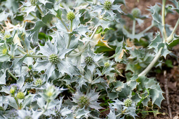 Botanical collection of medicinal plants and herbs, Eryngium maritimum or sea holly or seaside...